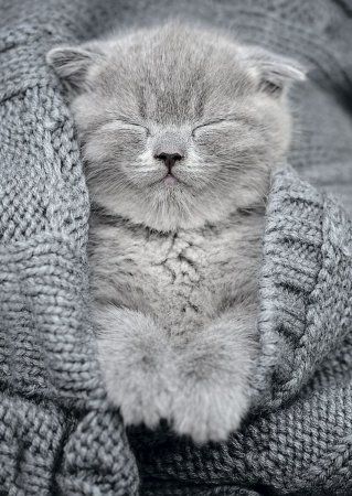 Пазл 500 элементов ФРЕЯ "Комочек тепла" PZL-500/27