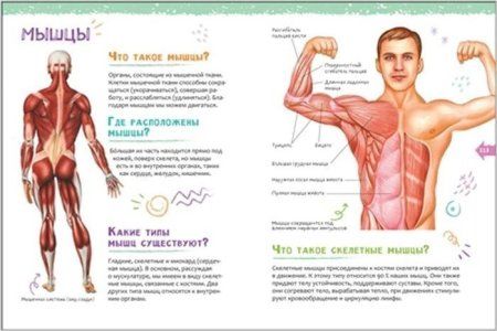 Книга: Человек. Новая детская энциклопедия ROS-37888