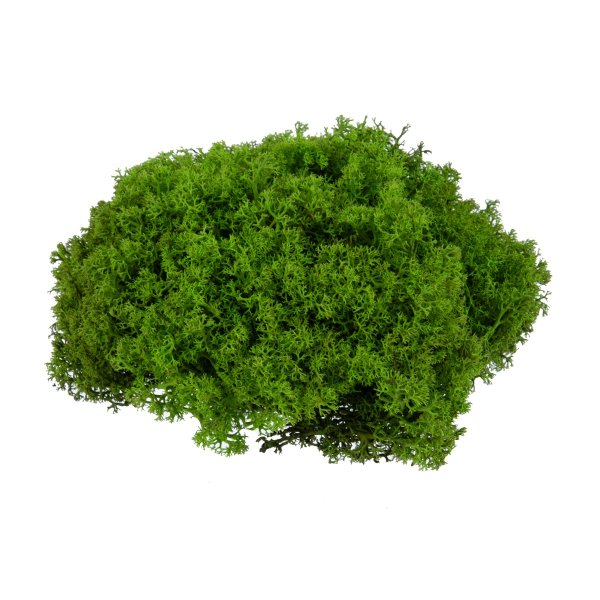 Мох стабилизированный окрашенный Королевский ягель №01 салатовый 45 г BMSP-45-01