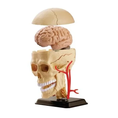 Анатомический набор Edu-Toys Голова TT-SK010