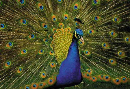 Пазл 500 элементов ФРЕЯ "Роскошный павлин" PZL-500/75