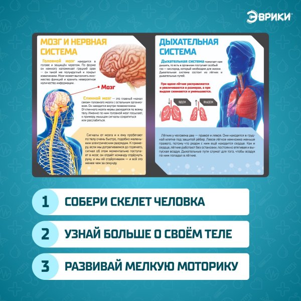 Набор для опытов ЭВРИКИ "Скелет человека" SIM-7647805