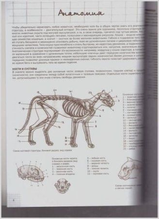 Книга Э: Кошки: Рисуем по сеткам 978-5-04-097529-7