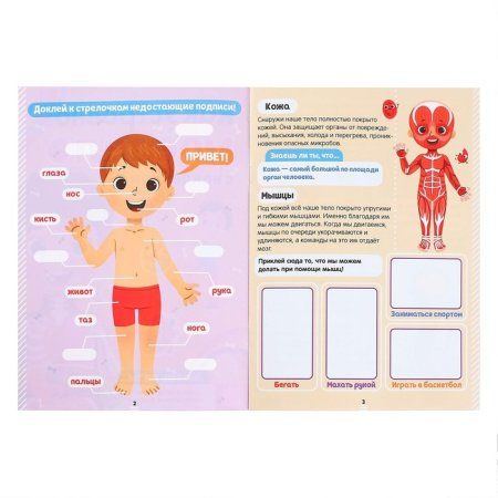 Наклейки набор "Тело человека" 2 шт по 16 стр. SIM-4859821