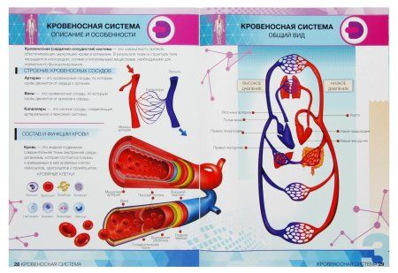 Книга: Энциклопедия 4D в дополненной реальности «Анатомия:тело человека» А4 мяг обл 00-0001281 3775647 3775647 Книга: Энциклопедия 4D в дополненной реальности «Анатомия:тело человека» А4 мяг обл 00-0001281 3775647 3775647
