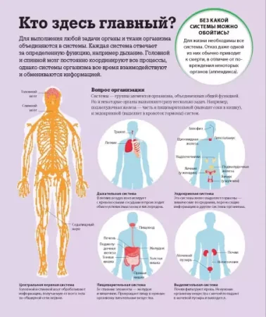 Книга: Как работает тело MIF-469278