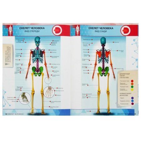 Книга: Энциклопедия 4D в дополненной реальности «Анатомия:тело человека» А4 мяг обл 00-0001281 3775647 3775647 Книга: Энциклопедия 4D в дополненной реальности «Анатомия:тело человека» А4 мяг обл 00-0001281 3775647 3775647