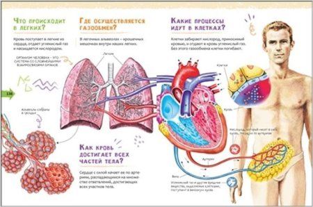 Книга: Человек. Новая детская энциклопедия ROS-37888