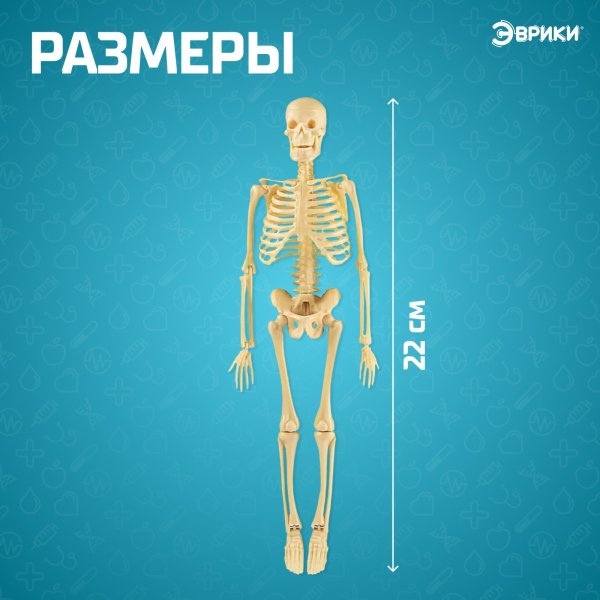 Набор для опытов ЭВРИКИ "Скелет человека" SIM-7647805