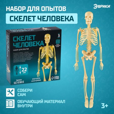 Набор для опытов ЭВРИКИ "Скелет человека" SIM-7647805