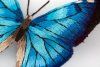 Набор для вышивания PANNA Живая картина. Бабочка. Морфо адонис 13 х 13 см JK-2235