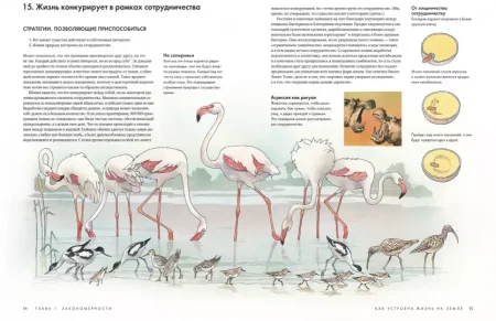 Книга: Как устроена жизнь на Земле MIF-469377