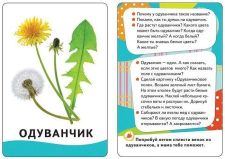 Разв.карточки. Живой мир (0+) ROS-21010