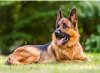 Пазл Castorland 300 German Shepherd B-030200 Пазл Castorland 300 German Shepherd B-030200