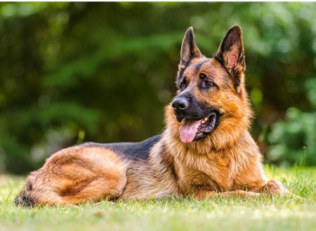 Пазл Castorland 300 German Shepherd B-030200 Пазл Castorland 300 German Shepherd B-030200