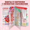 Книга: Энциклопедия с прозрачными страницами "Моё тело" 32 стр SIM-7041125