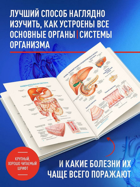 Книга: Анатомия человека. Популярный атлас. Самые подробные анатомические изображения EKS-980351